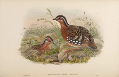 Bambusicola hyperythra = Arborophila hyperythra
